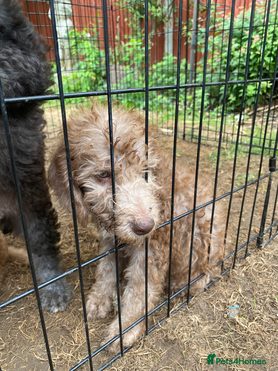 Bedlington Terrier dogs for sale: Bedlington Terrier puppies for sale in Hertford - Image 31