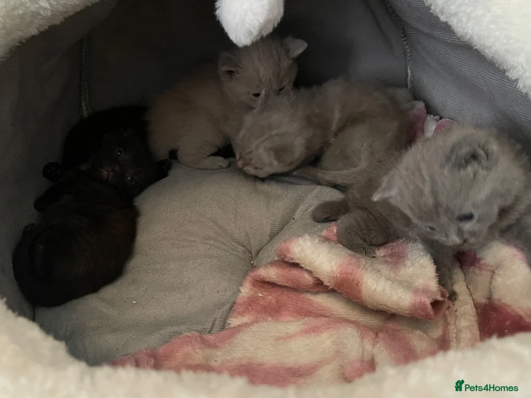 Mixed Breed cats for sale: Beautiful British Short hair mix babies - Advert 3