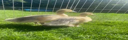 Ducks poultry for sale: *RESERVED* Abacot Ranger Breeding Pair  - Advert 2