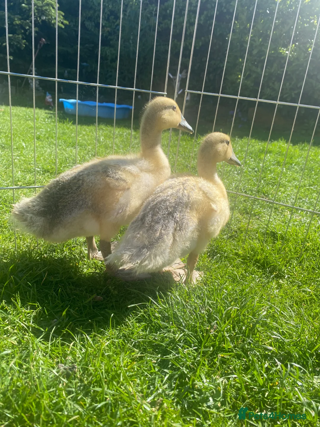 Ducks poultry for sale: *RESERVED* Abacot Ranger Breeding Pair  - Advert 2