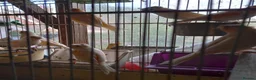 Canaries birds for sale: Canaries  for  sale  in Uckfield - Advert 2