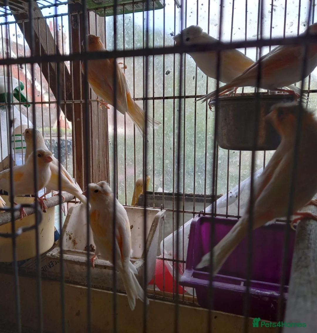 Canaries birds for sale: Canaries  for  sale  in Uckfield - Advert 2