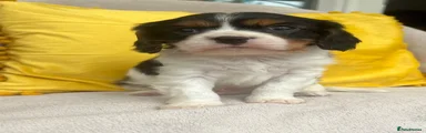 Cavalier King Charles Spaniel Puppy 1