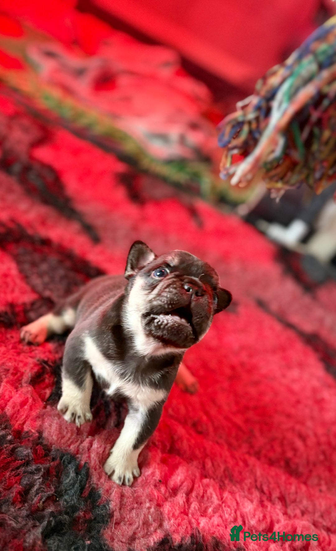 French Bulldog dogs for sale: Chunky French bulldog puppies  - Image 26