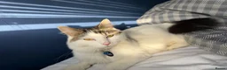 Mixed Breed cats for sale: Cat for sale - Advert 5