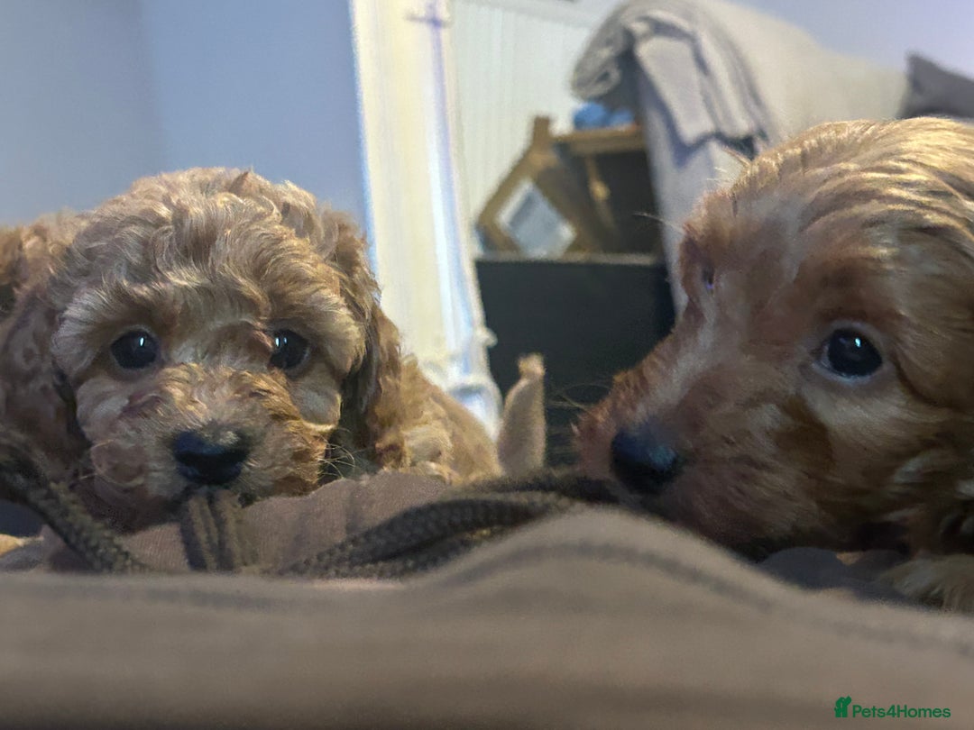 Cavapoo dogs for sale: Cavapoo puppies for sale - Image 3