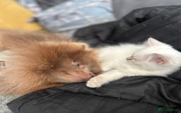 Ragdoll cats for sale: Ragdolls last male lynx  - Image 6
