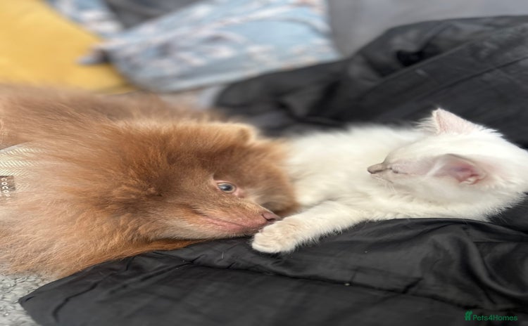 Ragdoll cats - Advert 4