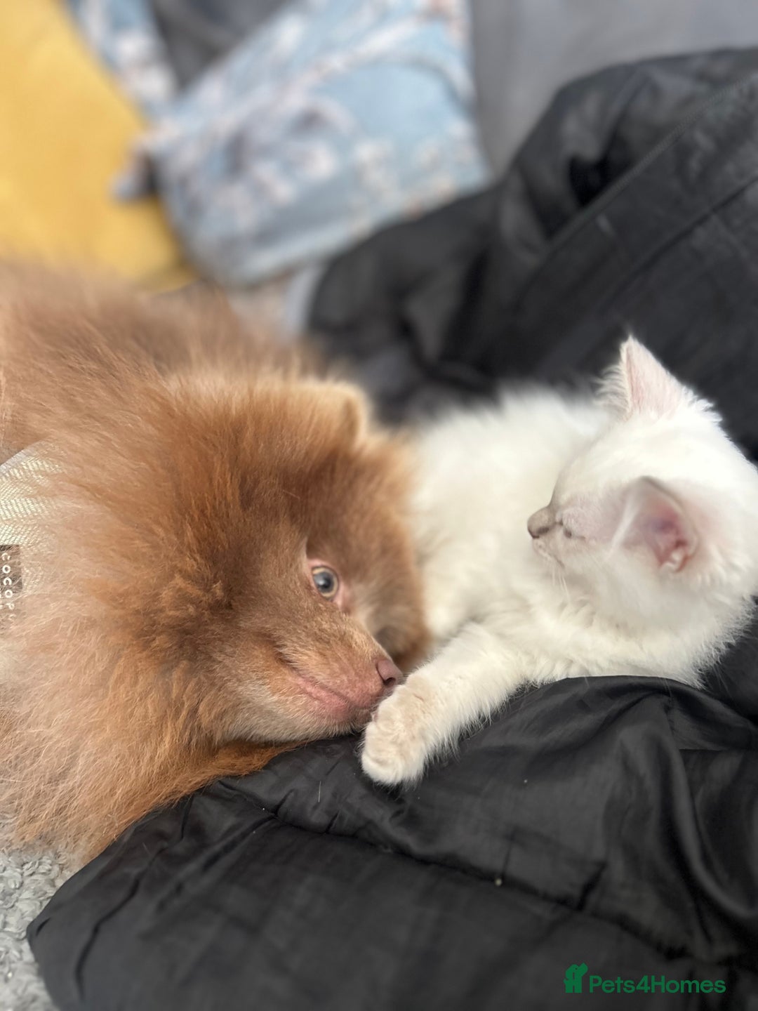 Ragdoll cats for sale: Ragdolls last male lynx  - Image 6