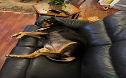 Mixed Breed dogs for sale: little girl ready for a new home  - Image 2