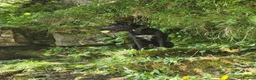 Belgian Shepherd Dog dogs for sale: Beautiful mali boy - Advert 3
