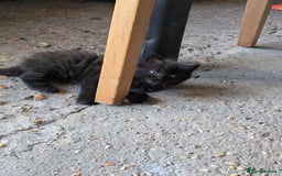 Bombay cats for sale: Different prices Bombay X long hair  - Image 34