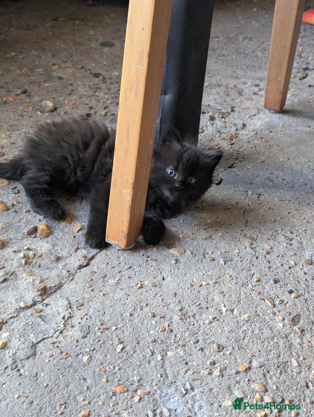 Bombay cats for sale: Different prices Bombay X long hair  - Image 34