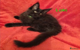 Maine Coon cats for sale: XL beautiful Maine coon gccf kittens for sale  - Advert 1