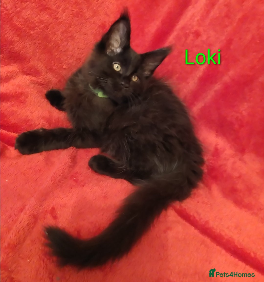 Maine Coon cats for sale: XL beautiful Maine coon gccf kittens for sale  - Advert 1
