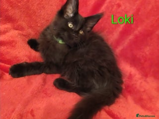 Maine Coon cats for sale: XL beautiful Maine coon gccf kittens for sale - Advert 1