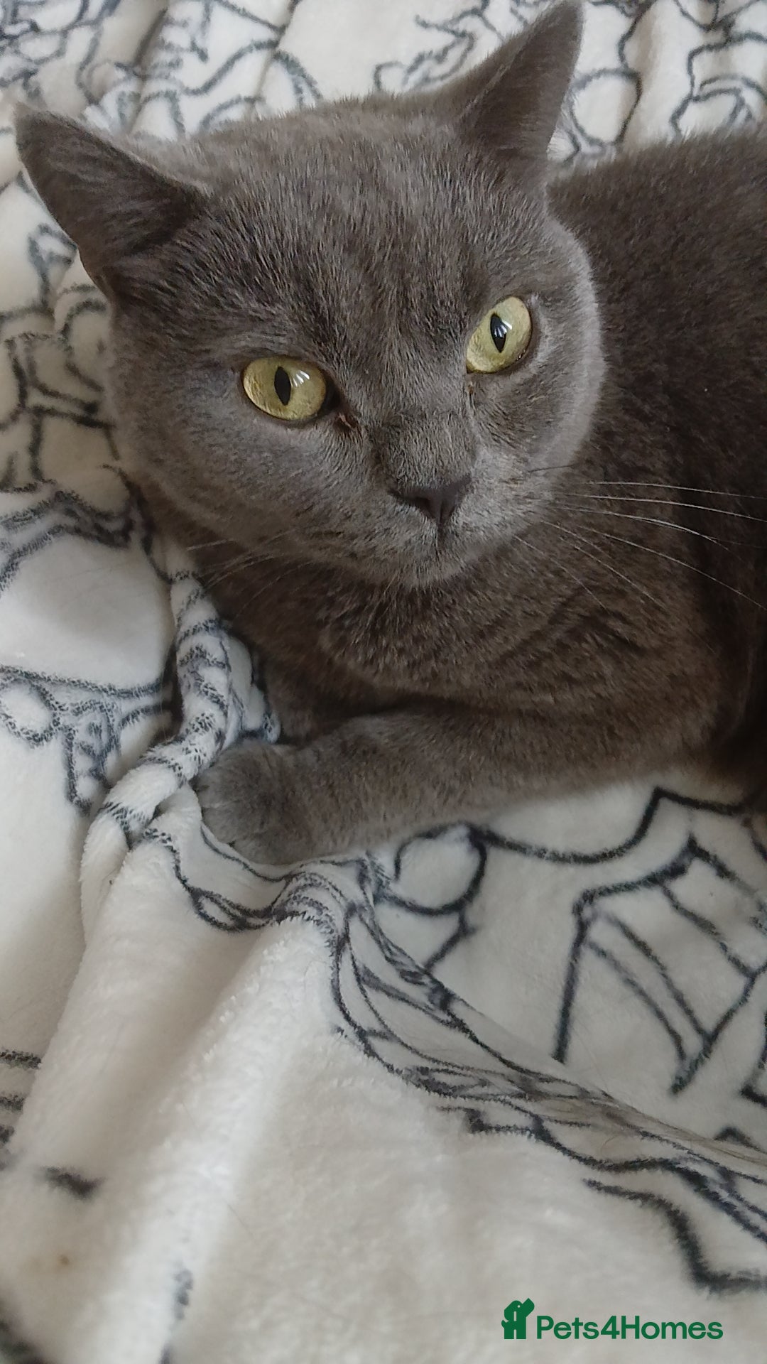 British Shorthair cats URGENT-Male British short hair for sale - Advert 11