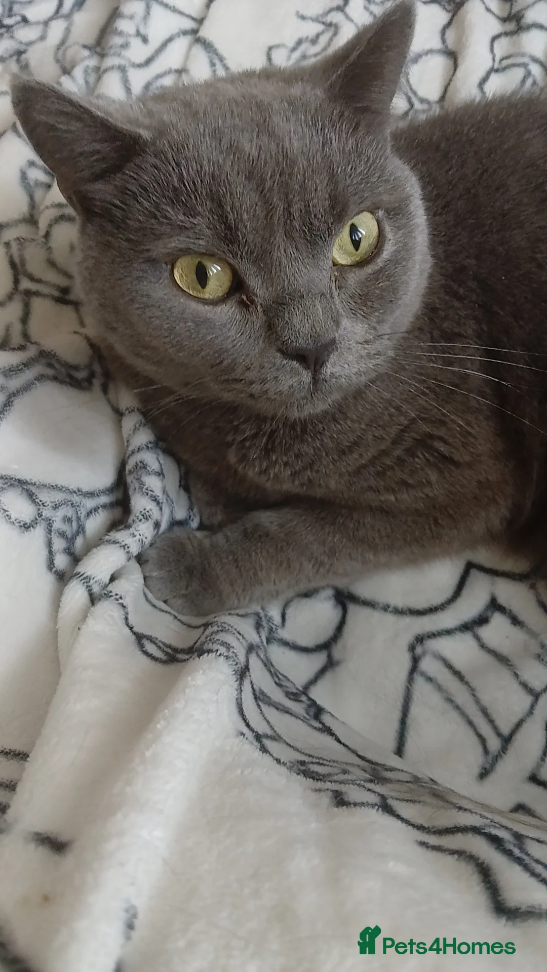 British Shorthair cats for sale: URGENT-Male British short hair for sale - Advert 1