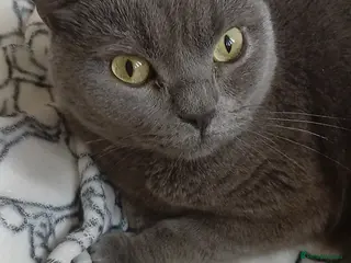 British Shorthair cats URGENT-Male British short hair for sale - Advert 2