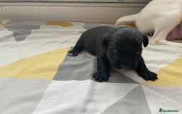 Mixed Breed dogs for sale: 4 Stunning Boy Jackapoos - Image 7