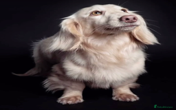 Miniature Dachshund dogs for sale: Pale cream miniature dachshund  - Image 6