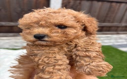 Cavapoo dogs for sale: Toy f1b cavapoo puppies - Image 23