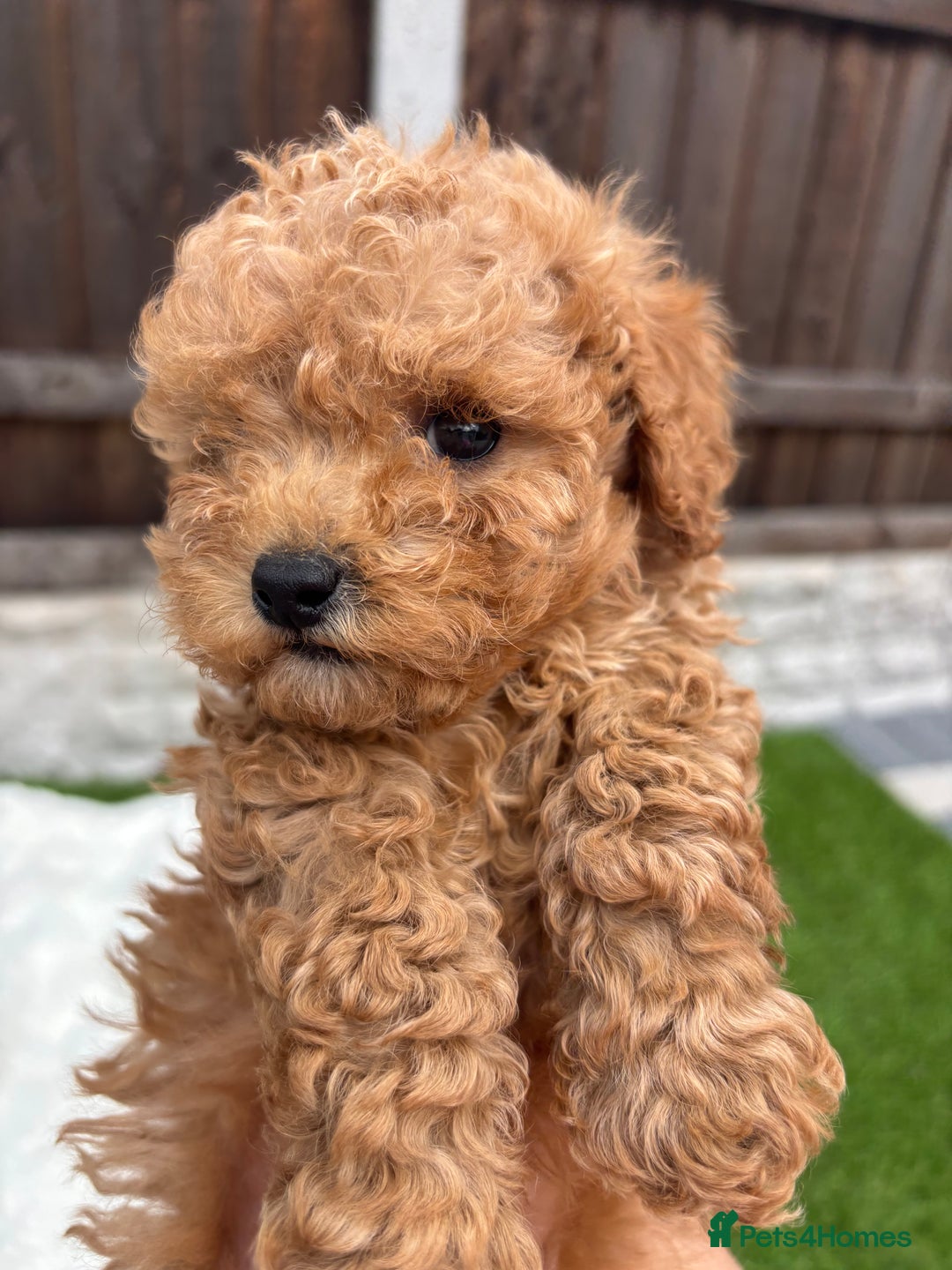 Cavapoo dogs for sale: Toy f1b cavapoo puppies - Image 23