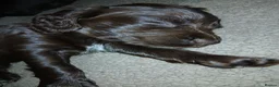 Cocker Spaniel dogs for sale: Chocolate cocker spaniel male puppy  - Advert 6