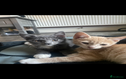 Mixed Breed cats for sale: 3 beautiful kittens available now! - Image 7