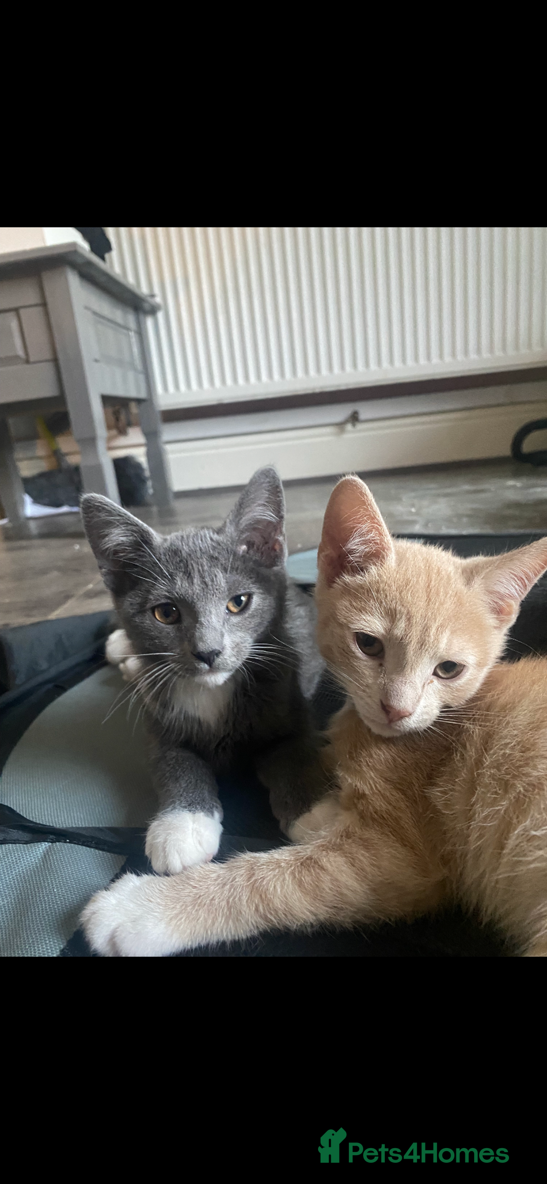 Mixed Breed cats for sale: 3 beautiful kittens available now! - Image 7