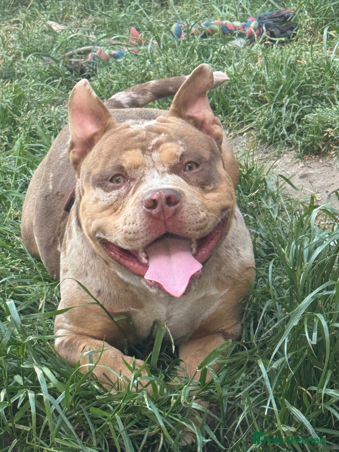 American Bully dogs for stud: ABKC pocket bully for stud   - Advert 4