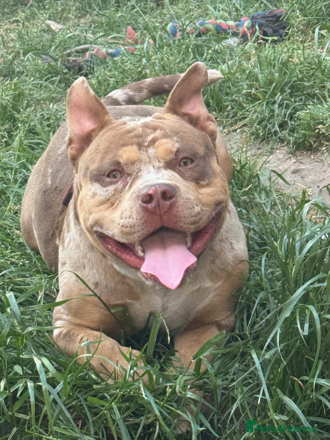 American Bully dogs for stud: ABKC pocket bully for stud   - Advert 4