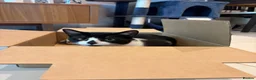 Bombay cats for sale: 2 tuxedo gorgeous brothers! ♥️ - Advert 6