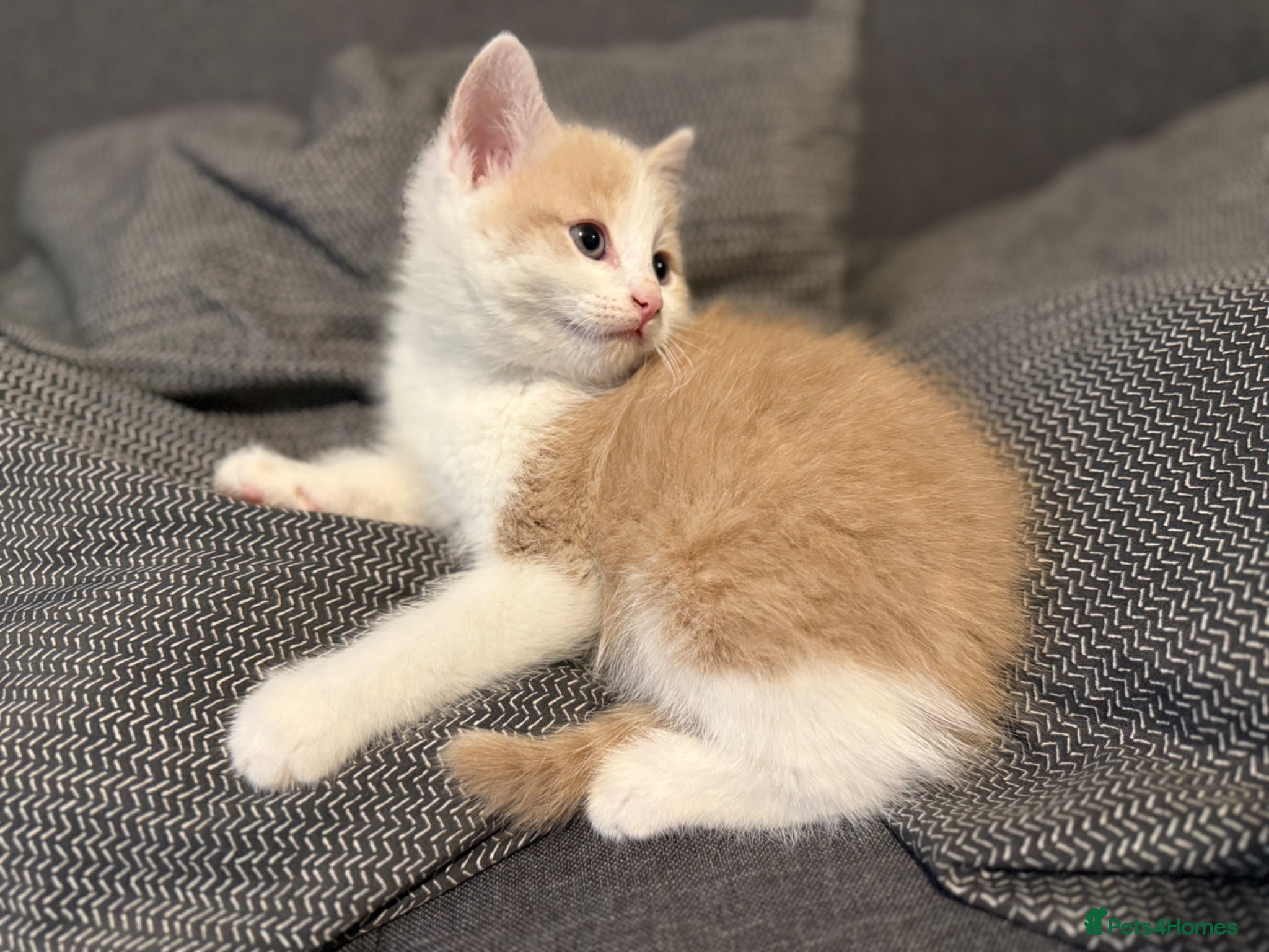 Mixed Breed cats Crème and White Male Kitten  - Advert 1