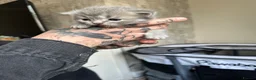 Perdoll cats for sale: Persian babies  in Doncaster - Advert 7