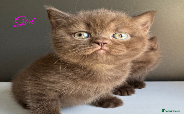 British Shorthair cats - Advert 11