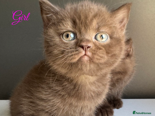 British Shorthair cats for sale - Advert 1