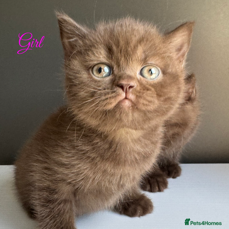 British Shorthair cats - Advert 13