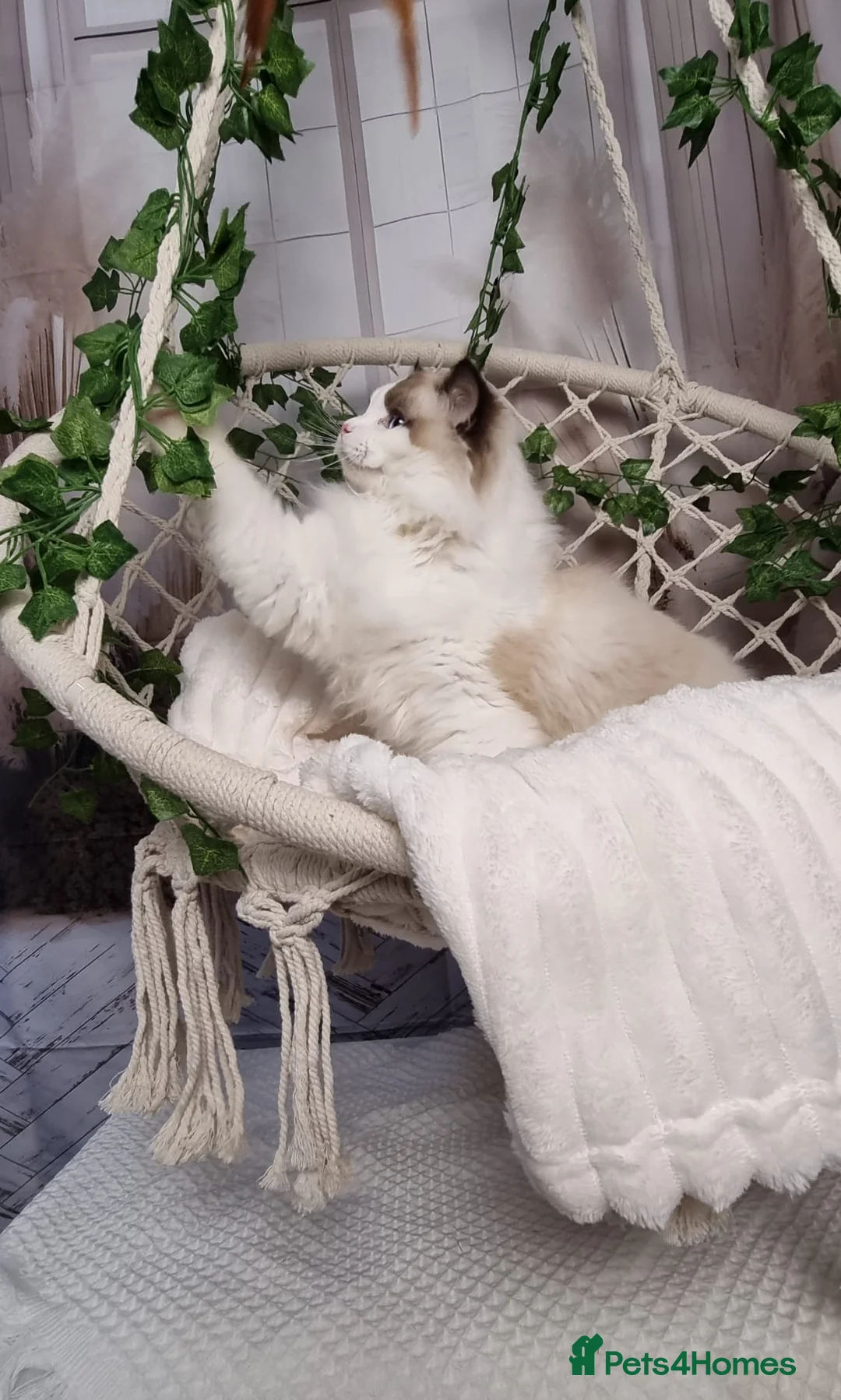 Ragdoll cats for sale: Exceptional Tica Registered Ragdoll Kittens - Advert 23