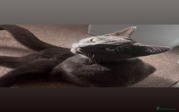 Russian Blue cats for sale: A beautiful cat looking for a new home  - Image 2