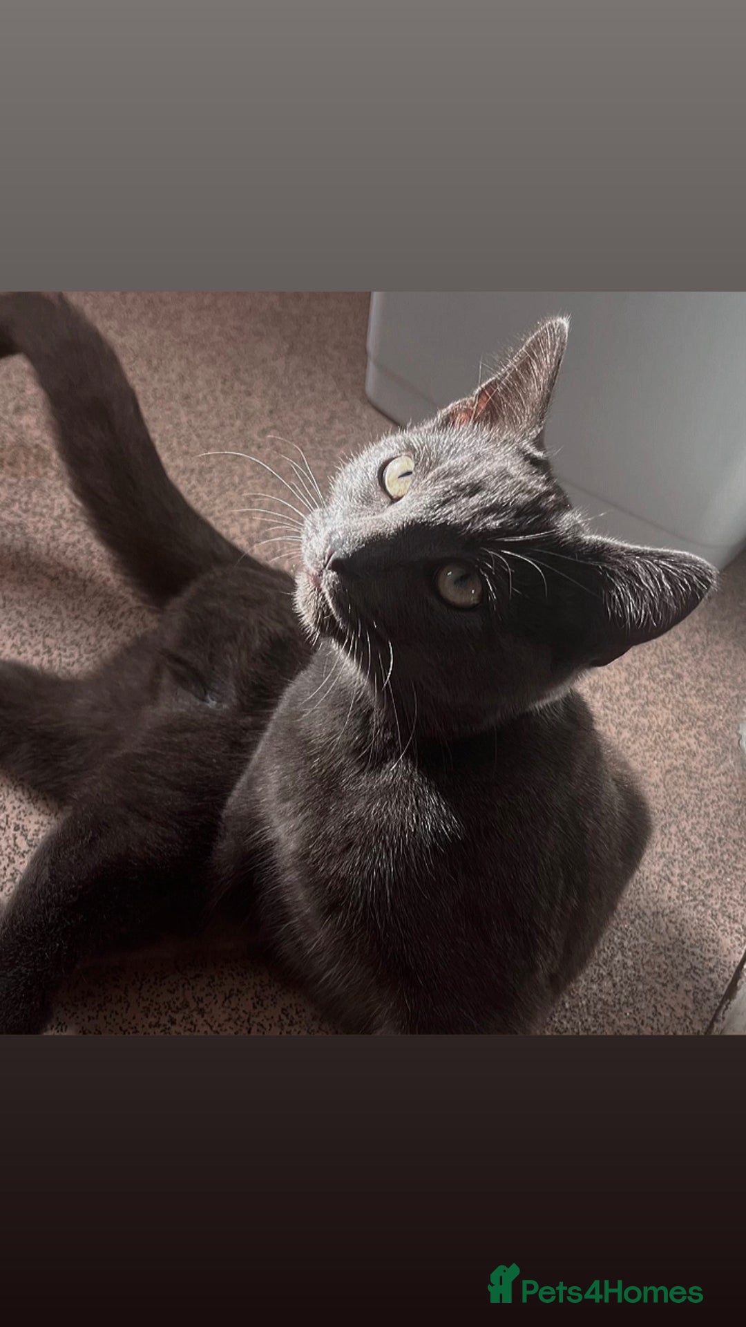 Russian Blue cats for sale: A beautiful cat looking for a new home  - Image 2