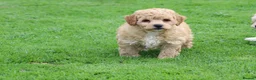 Poochon dogs for sale: Beautiful Poochon puppies for sale  - Advert 21