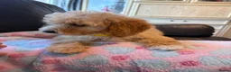 Cockapoo dogs for sale: F1b cockapoos ready now 1st and 2nd vaccine  - Advert 18