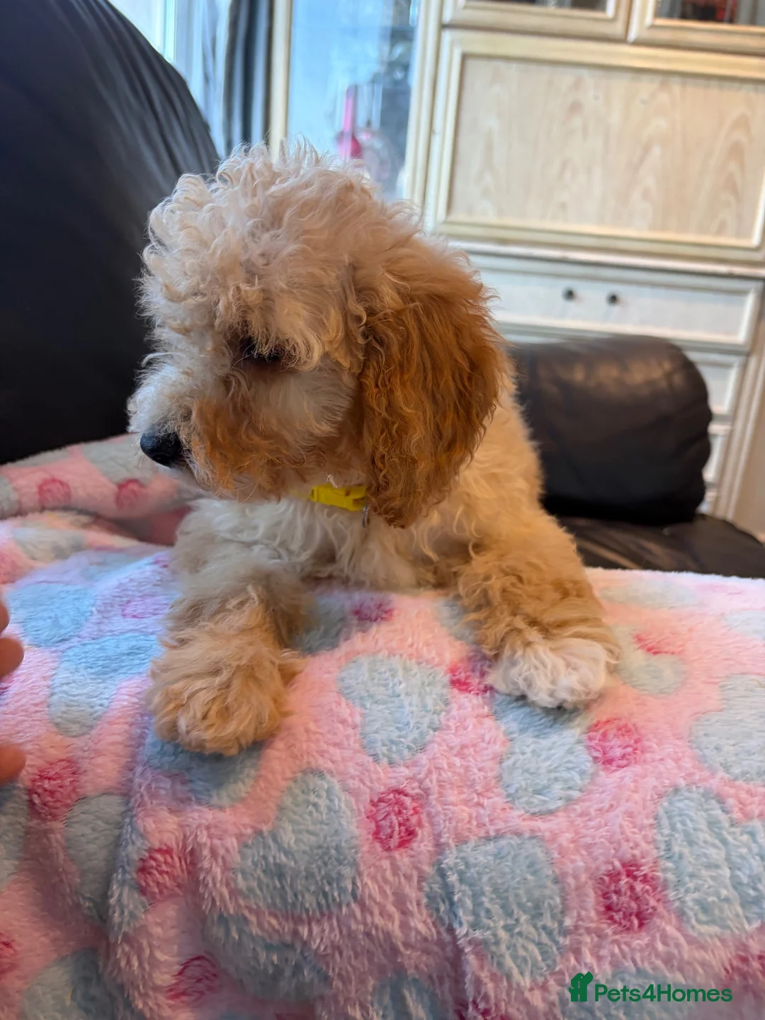 Cockapoo dogs for sale: F1b cockapoos ready now 1st and 2nd vaccine  - Advert 18
