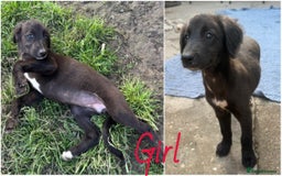 Mixed Breed dogs for sale: wheaten bull saluki whippet greyhounds - Image 6