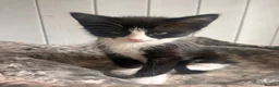 Mixed Breed cats for sale: Ragdoll cross  - Advert 3
