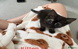 Mixed Breed cats for sale: Three 10 week old kittens  - Image 3