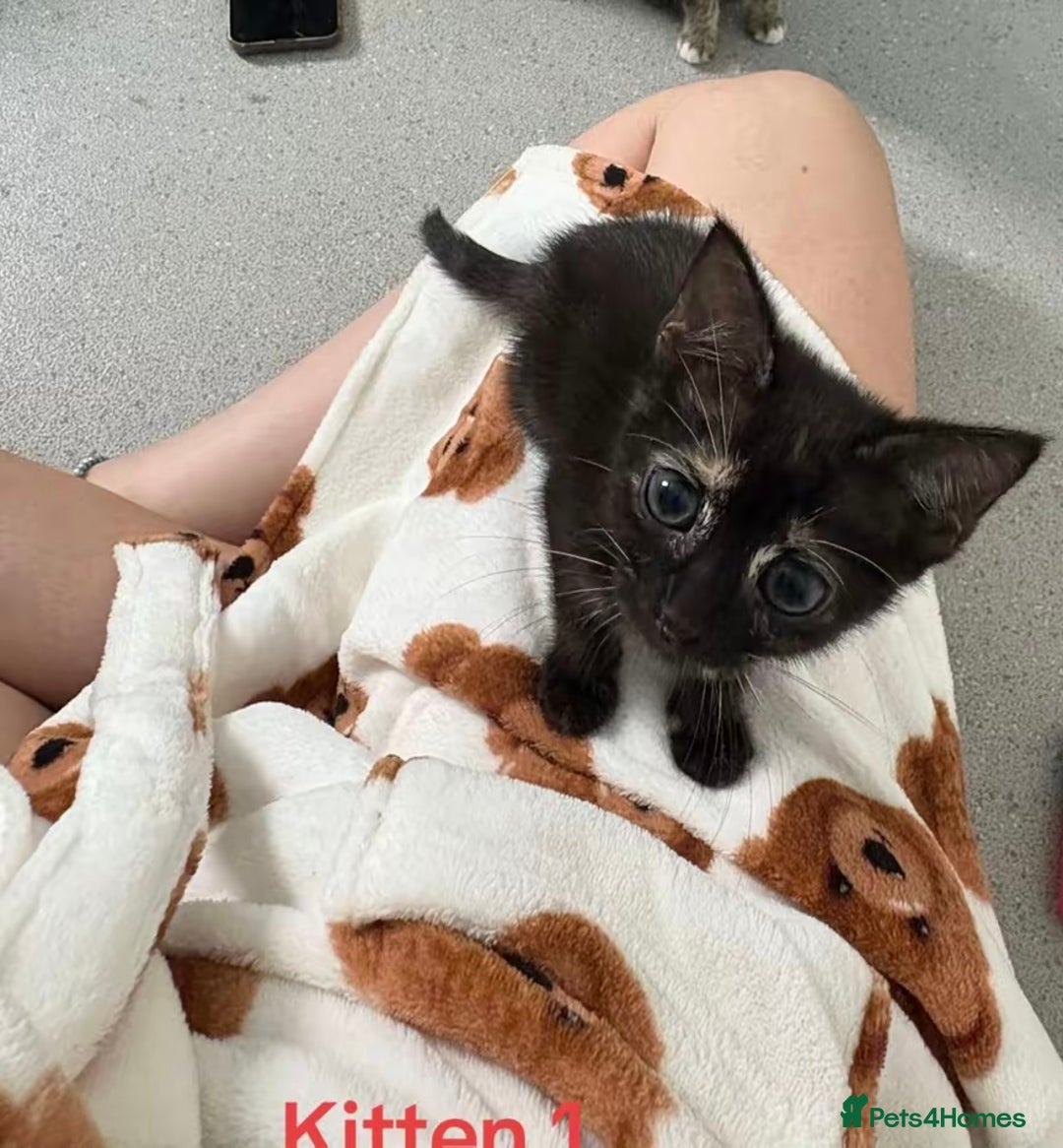 Mixed Breed cats for sale: Three 10 week old kittens  - Image 3