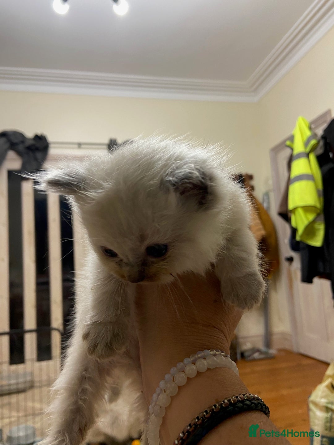 Ragdoll cats for sale: Beautiful Blue Point Ragdoll kittens - Image 25