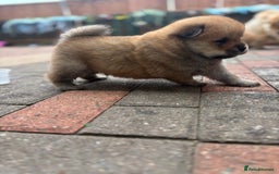 Chow Chow dogs for sale: chow chow puppies  - Image 19